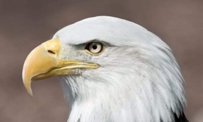 An Eagle,