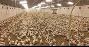 Poultry Farmers