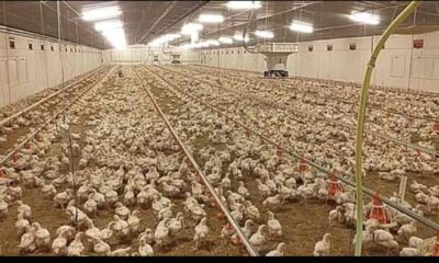 Poultry Farmers