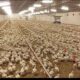 Poultry Farmers