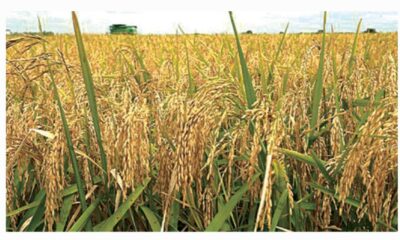 Rice Farmers