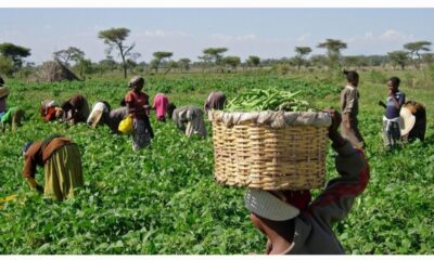 AFAN Urged Farmers To Adhere To NiMET’s Predictions