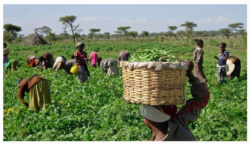 AFAN Urged Farmers To Adhere To NiMET’s Predictions