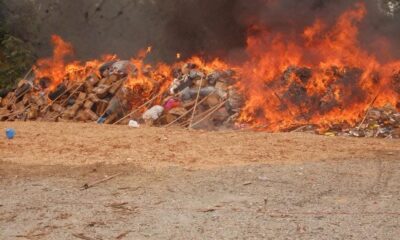 NDLEA Destroys Largest Seizure