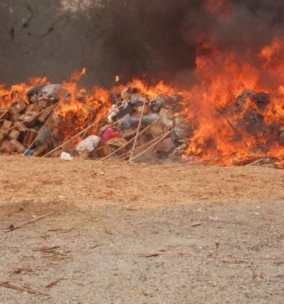 NDLEA Destroys Largest Seizure