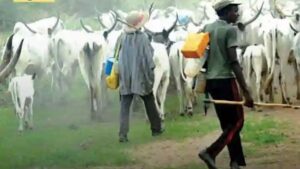 Kwara Herders Engage In Peacebuilding With Farmers