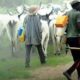 Kwara Herders Engage In Peacebuilding With Farmers