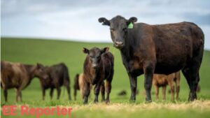 Consumers Lament As Cattle Prices Rise To N2m