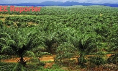 Government To Plant 200,000 Economic Trees