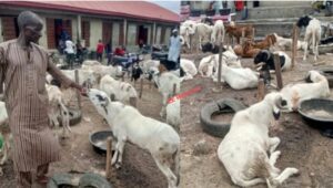 Ram Dealers Lament Low Patronage