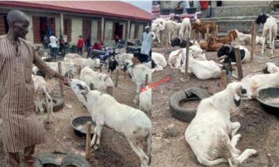 Ram Dealers Lament Low Patronage