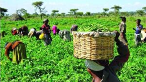 Government Revamps Agricultural Education To Boost Food Security