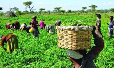 Government Revamps Agricultural Education To Boost Food Security