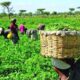 Government Revamps Agricultural Education To Boost Food Security