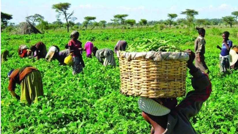Government Revamps Agricultural Education To Boost Food Security