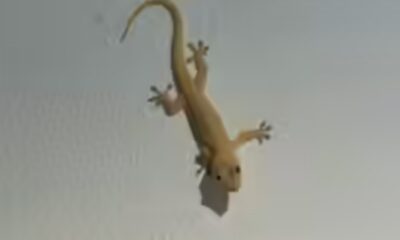 List Of 8 Natural Home Remedies To Remove Lizards From Your House