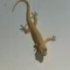 List Of 8 Natural Home Remedies To Remove Lizards From Your House