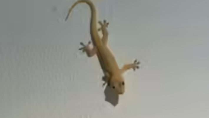 List Of 8 Natural Home Remedies To Remove Lizards From Your House