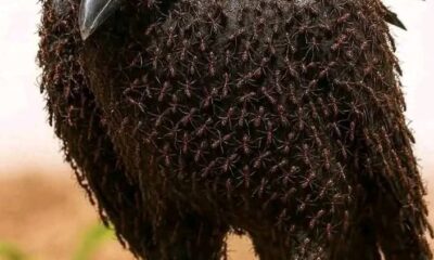 Crows Seek Ants When They Are Sick For Natural Healing