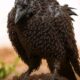 Crows Seek Ants When They Are Sick For Natural Healing