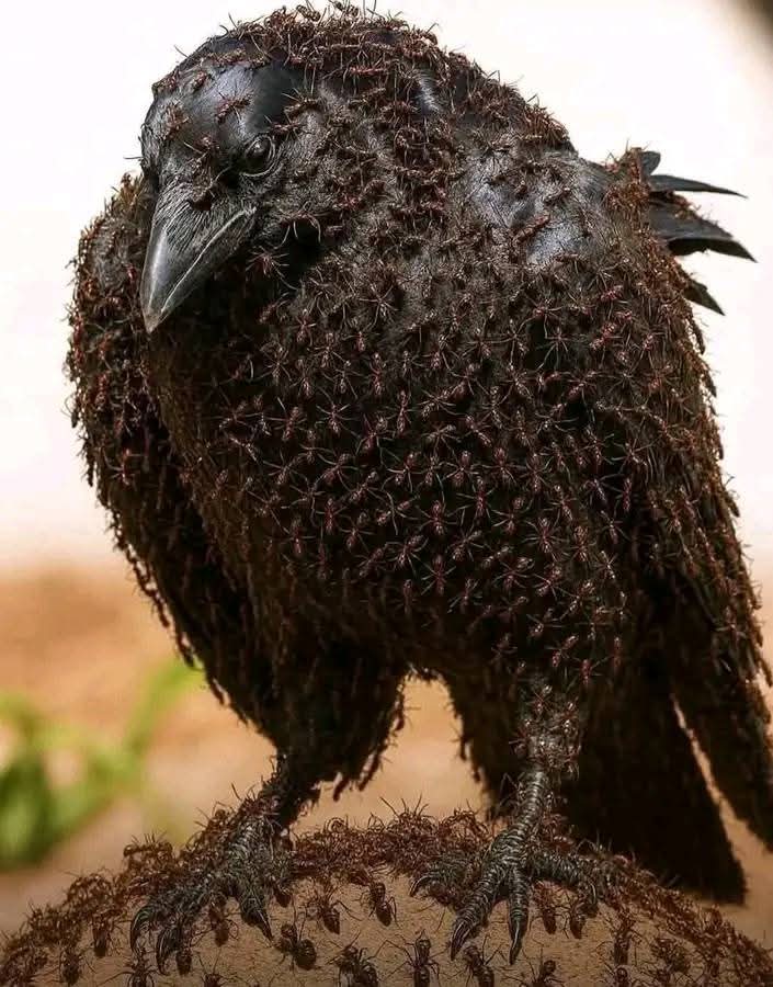 Crows Seek Ants When They Are Sick For Natural Healing