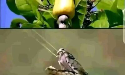 Natural ANTIPOISON For Every Poisonous Snakes Venom