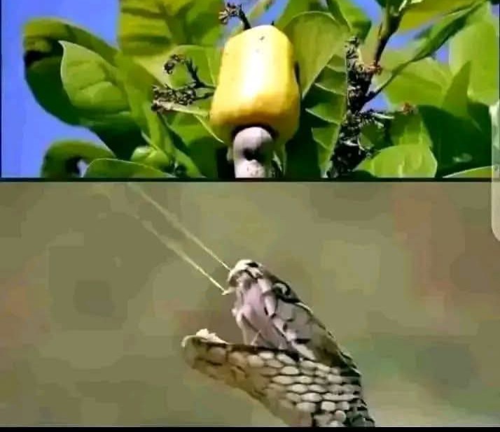 Natural ANTIPOISON For Every Poisonous Snakes Venom