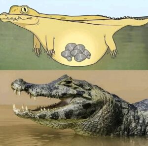 Crocodiles Swallow Rocks Called Gastroliths To Control Buoyancy