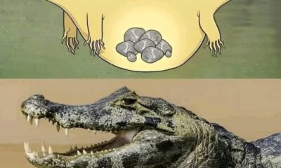 Crocodiles Swallow Rocks Called Gastroliths To Control Buoyancy