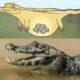Crocodiles Swallow Rocks Called Gastroliths To Control Buoyancy
