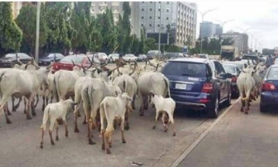 Government To Relocate Cattle From Abuja To Grazing Reserves