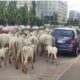 Government To Relocate Cattle From Abuja To Grazing Reserves