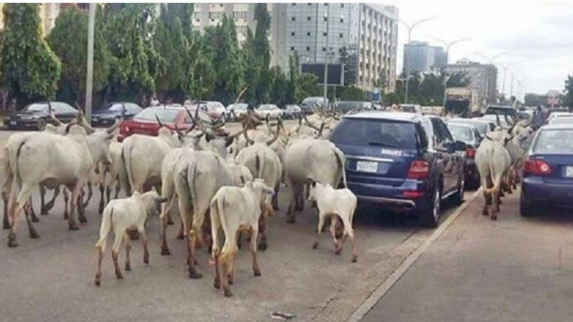 Government To Relocate Cattle From Abuja To Grazing Reserves