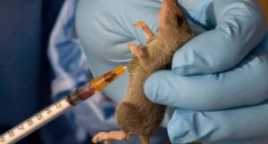 Lassa Fever