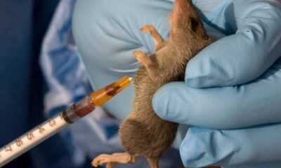 Lassa Fever