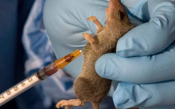 Lassa Fever
