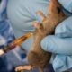 Lassa Fever
