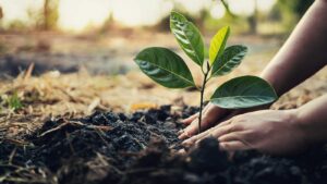 COWA To plant 5,000 Trees In Nigerian Communities