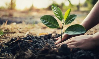 COWA To plant 5,000 Trees In Nigerian Communities