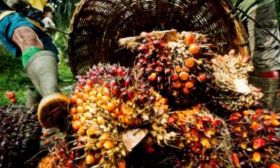 Palm Oil