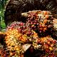 Palm Oil