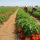 Tomato Farmers Reap Benefits In Kogi