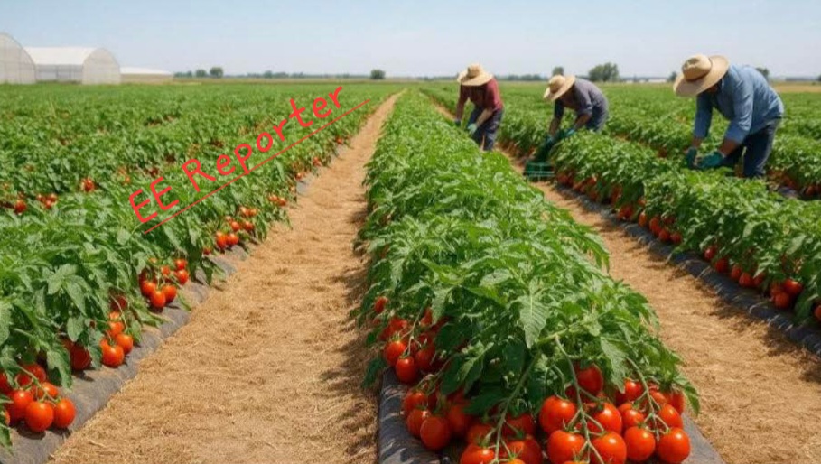 Tomato Farmers Reap Benefits In Kogi