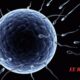 Sperm Qualit