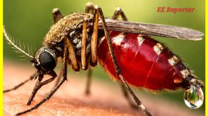 Mosquitoes