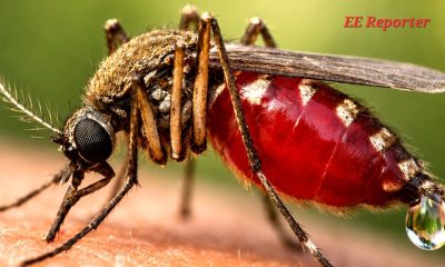 Mosquitoes