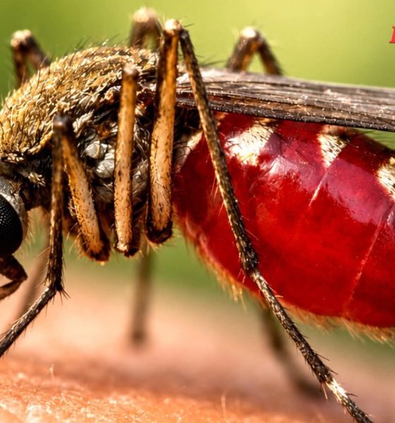 Mosquitoes