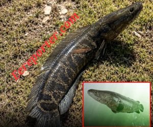 Invasive Fish 