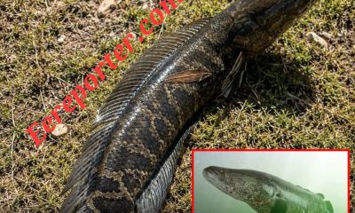 Invasive Fish