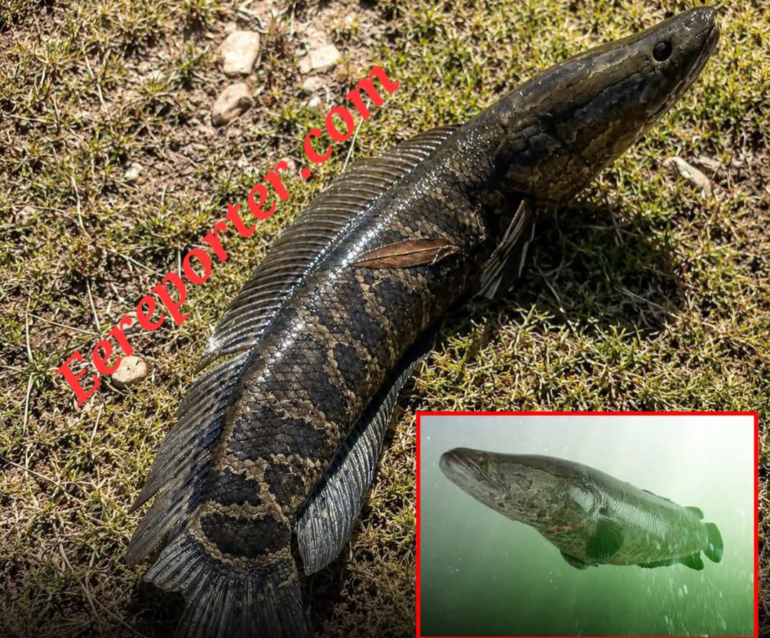Invasive Fish